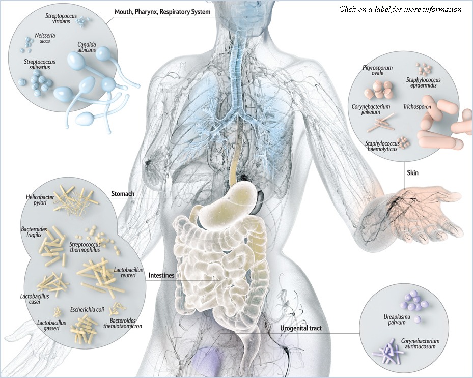 The Human Microbiome